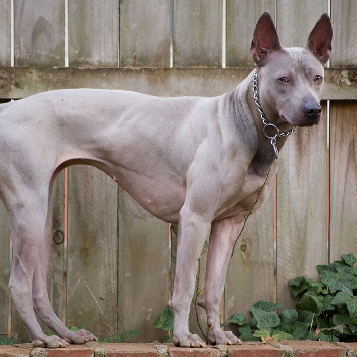 11 Unique Dog Breeds from Latin America