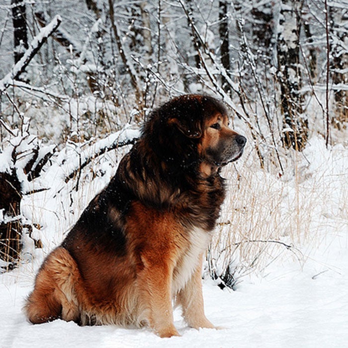 tibetan mastiff rare dog breeds