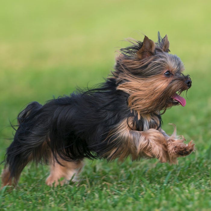 yorkshire terrier most popular