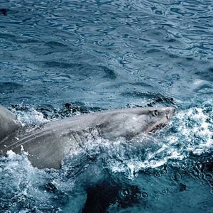 A great white, Carcharadon carcharias, off the coast of South Africa