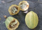 Cacao