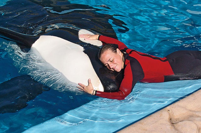 Brancheau with an orca, December 2005