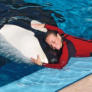 Brancheau with an orca, December 2005