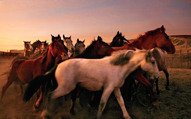 Wild horses in Colorado