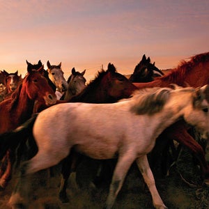 Wild horses in Colorado