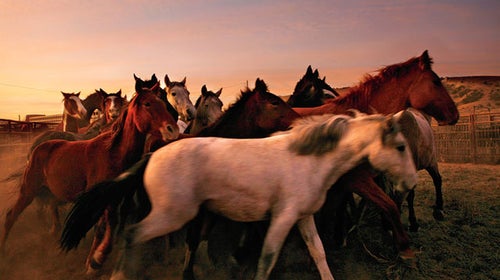 Wild horses in Colorado