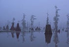 Land of dead giants: cypress stumps and second growth in the Atchafalaya Basin