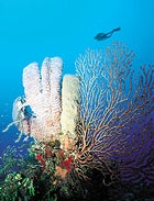 Give me five: reef life in the Bay Islands