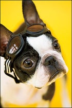 Doggles