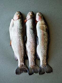 Freshwater Trout