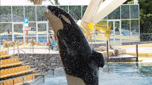Keto at Loro Parque's Orca Ocean