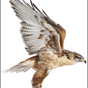 Birds Of Prey Book by Alan Walker