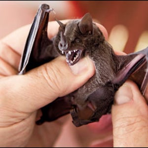 Bat