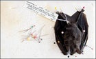 Bat