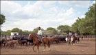 Gauchos at Work