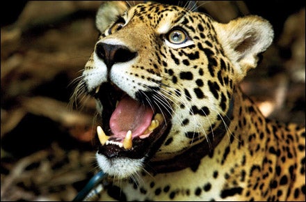 Walking Jaguars in Bolivia