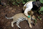 Volunteer with jaguar