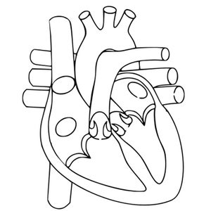 Human heart