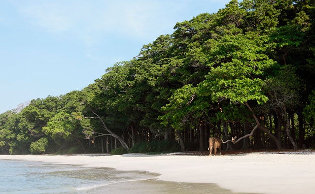 Barefoot at Havelock Elephant