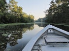 Atchafalaya Swamp