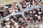 Catfish heads