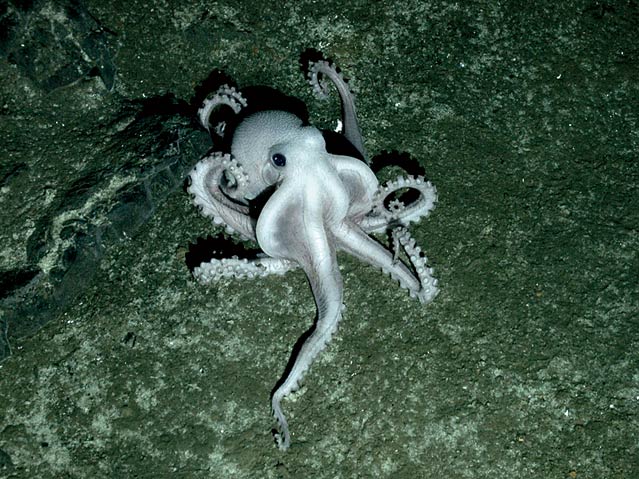 Ghost octopus
