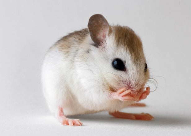 Faster. Higher. Squeakier.