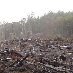 Deforestation