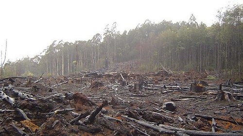 Deforestation