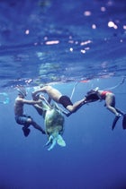 Turtle hunting