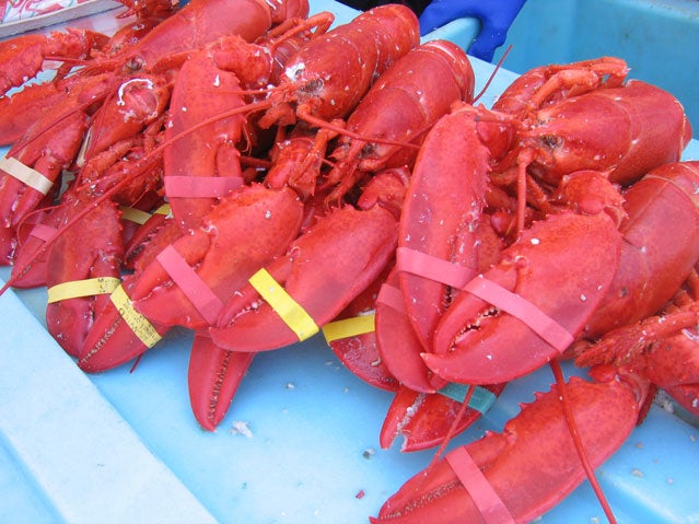 Maine Lobster Festival