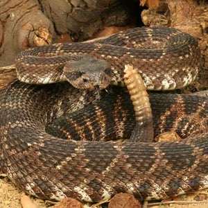 Rattlesnake