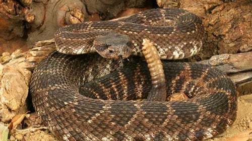 Rattlesnake