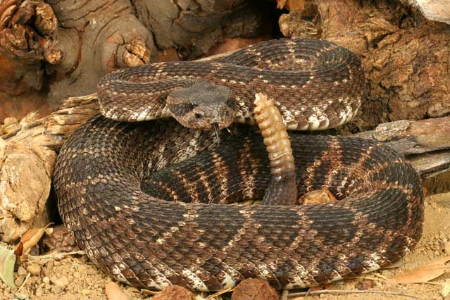 Rattlesnake