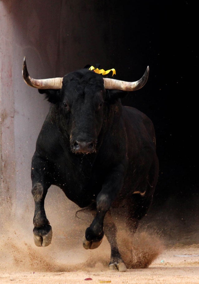 Pamplona bull