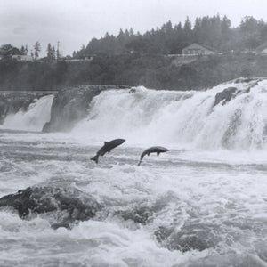 Salmon leaping at Willamette Falls
