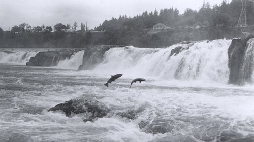 Salmon leaping at Willamette Falls