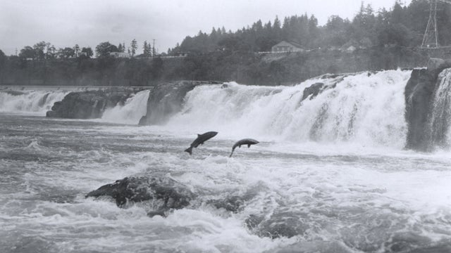 The Genetically Engineered Salmon That Could Soon Run Wild