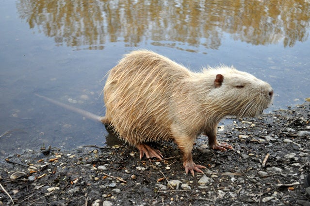 No the nutria is not an otter