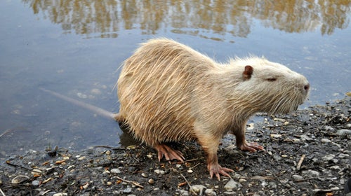 No the nutria is not an otter