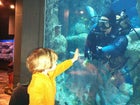 国产吃瓜黑料 the dive tank at the South Carolina Aquarium.
