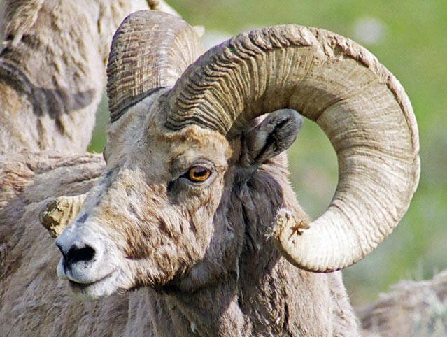 Bighorn sheep