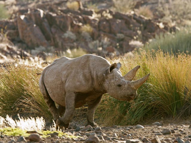 Black rhino