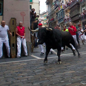 A lone fighting bull from the ranch of Cebada Gago rounds a corner as runners hug the wall in Pamplona's old city during the third 'encierro,' or running-with-the-bulls, in the Fiesta de San Fermin in Pamplona, northern Spain, 09 July 2012.