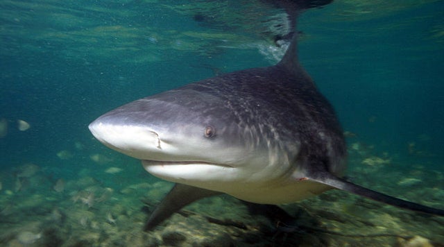 South Carolina: Dead shark washes up on Myrtle Beach