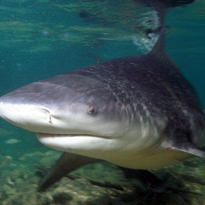 Bull shark.