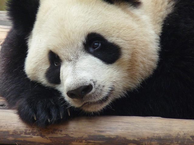 Giant panda