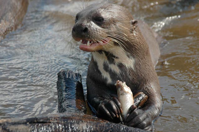Giant river otter
