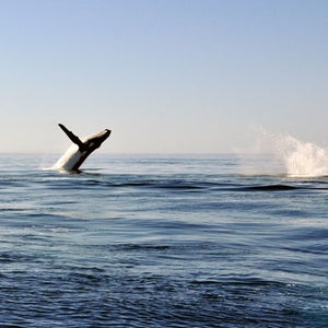 A humpback whale breaches.