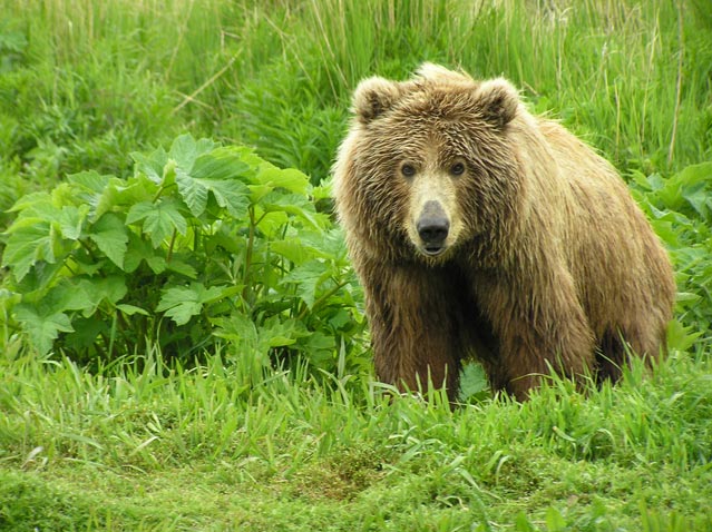 Kodiak Brown Bear